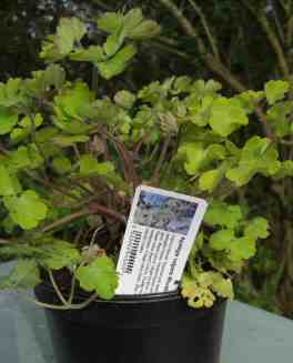 Aquilegia vulgaris Woodside Variegated plants for sale mail order shop garden centre 